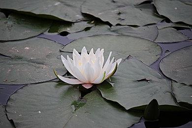 神谷英树喊话Capcom：让我完全重制《鬼泣1》吧